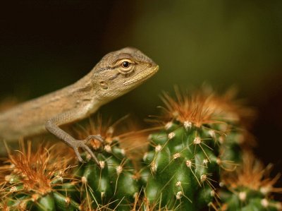 פאזל של lizard in india