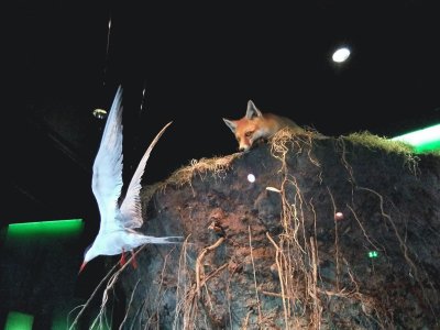 Fuchs holt die Gans