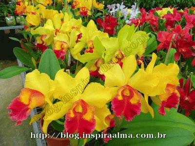 פאזל של orquidea amarela