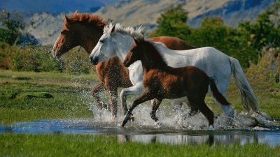 Caballos jigsaw puzzle