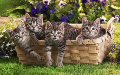 gatinhos-cesto-wallpaper jigsaw puzzle