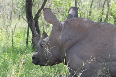 Rhino in Kruger jigsaw puzzle