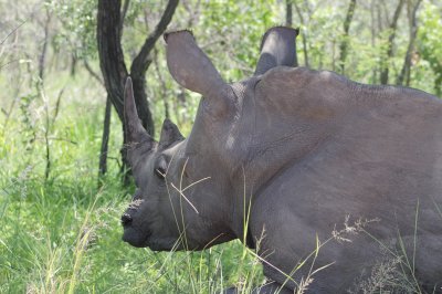 Rhino in Kruger