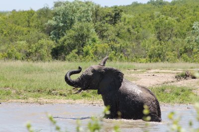 elefante jigsaw puzzle