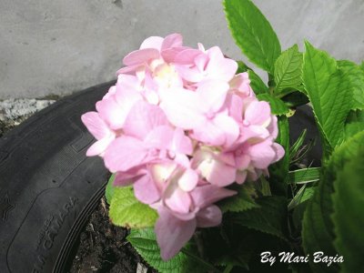 HORTENCIA