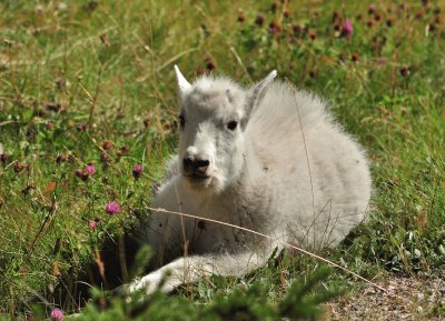 Young Mountain Goat jigsaw puzzle