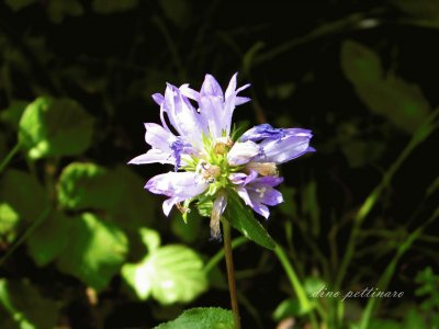 פאזל של fiore di alta collina