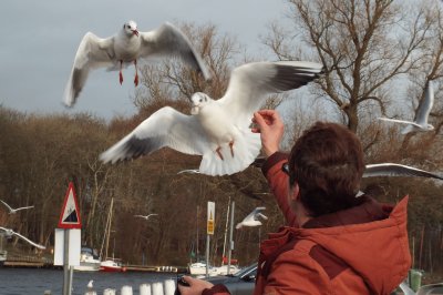 Gulls Feeding From The Hand.