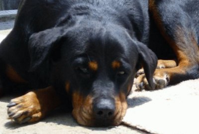 rottweiler gullock