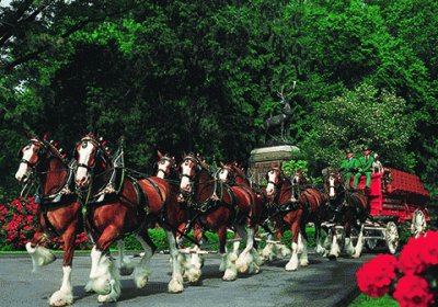 פאזל של Clydesdales in Rose Parade-5 hour prep time