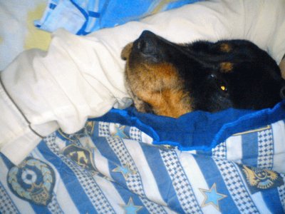 rottweiler en la cama gullock jigsaw puzzle