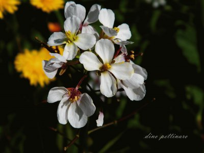 fiore di campagna