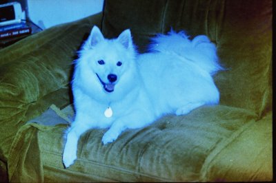 My American Eskimo Buddy