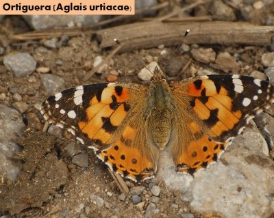 פאזל של Ortiguera (Aglais urtiacae)