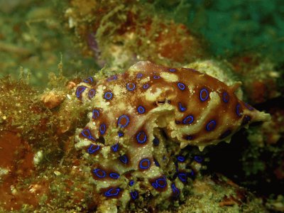 Pulpo de Anillos Azules - Indonesia