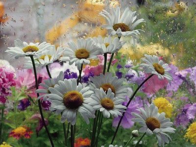 daisy jigsaw puzzle