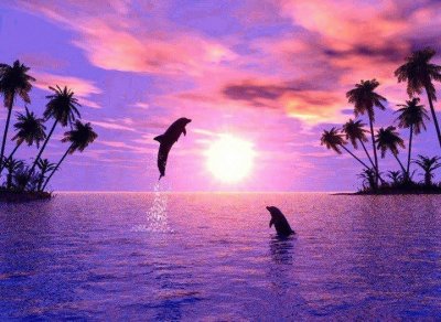 פאזל של dolphins