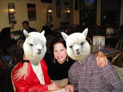 amy and the llamas