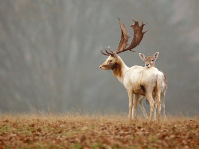 Alces jigsaw puzzle