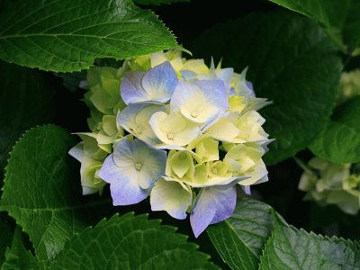 hortensias