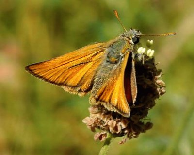 Thymelicus Sylvestris jigsaw puzzle