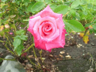 flores