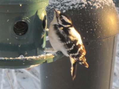 Woodpecker jigsaw puzzle