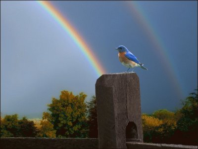 Bird before double rainbow
