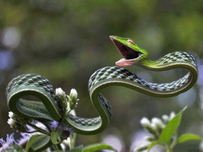 פאזל של Green Vine Snake