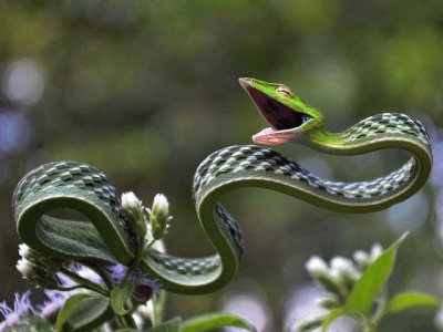 Green Vine Snake jigsaw puzzle