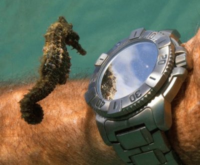 Seahorse time check jigsaw puzzle