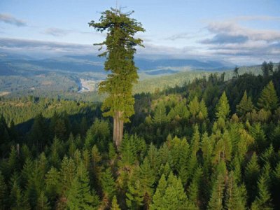Tallest tree in the woods jigsaw puzzle