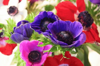 ANEMONE jigsaw puzzle