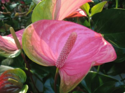 ANTHURIUM jigsaw puzzle