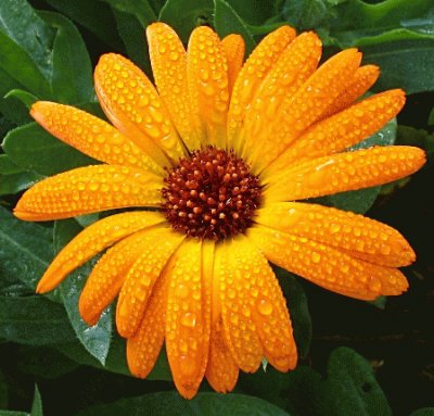 פאזל של CALENDULA