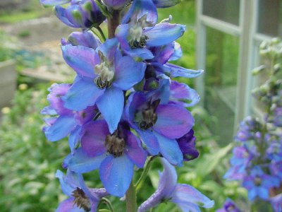 פאזל של DELPHINIUM