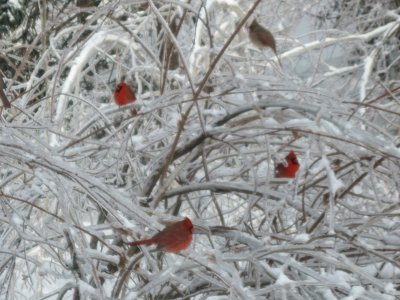 Cardinals in Snow