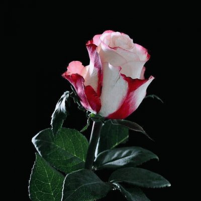 La rosa jigsaw puzzle