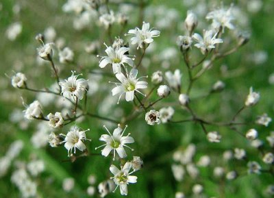 פאזל של GYPSOPHILA