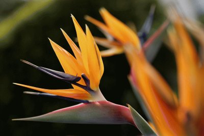 STRELITZIA