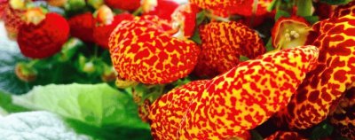 Calceolaria