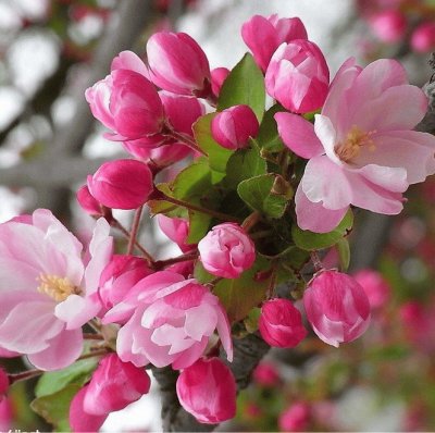 פאזל של Begonia