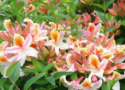 azalea jigsaw puzzle