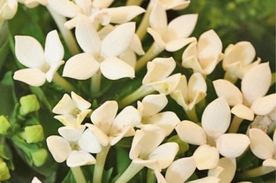 Bouvardia longiflora jigsaw puzzle