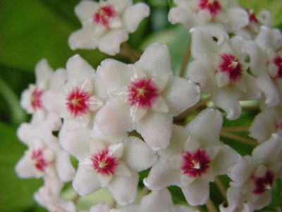 Hoya