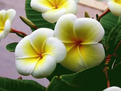 פאזל של Plumeria