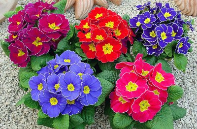 פאזל של Primula