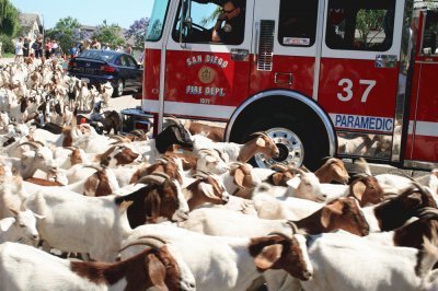 Goats Used to Clear Underbrush-San Diego jigsaw puzzle