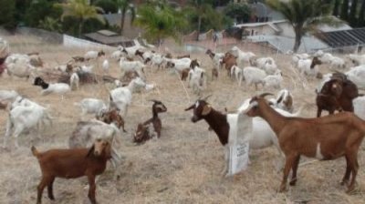 Grazing Fire Prevention Goats-Lemon Grove