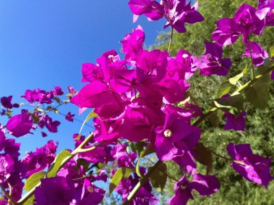 פאזל של Bougainville